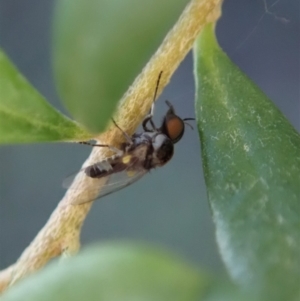 Platypezidae sp. (family) at Cook, ACT - 3 May 2020