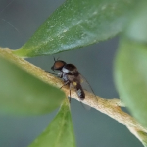 Platypezidae sp. (family) at Cook, ACT - 3 May 2020