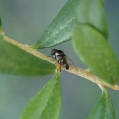 Platypezidae sp. (family) at Cook, ACT - 3 May 2020