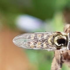 Melangyna sp. (genus) (Hover Fly) at Amaroo, ACT - 7 May 2020 by trevorpreston