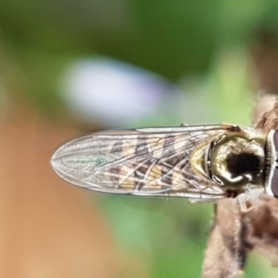 Melangyna sp. (genus) (Hover Fly) at Amaroo, ACT - 7 May 2020 by trevorpreston