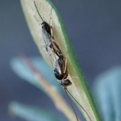 Ichneumonidae (family) (Unidentified ichneumon wasp) at Mount Painter - 3 May 2020 by CathB