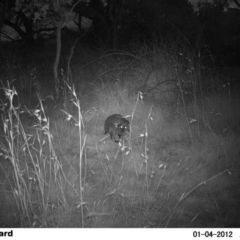 Wallabia bicolor (Swamp Wallaby) at Fullerton, NSW - 4 Jan 2012 by stephcnpa