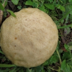 Calvatia sp. (a puffball ) at Stromlo, ACT - 7 May 2020 by SandraH