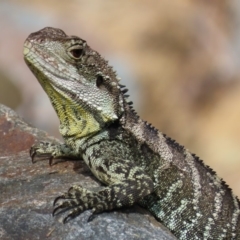 Intellagama lesueurii howittii (Gippsland Water Dragon) at Uriarra Village, ACT - 2 Mar 2020 by roymcd