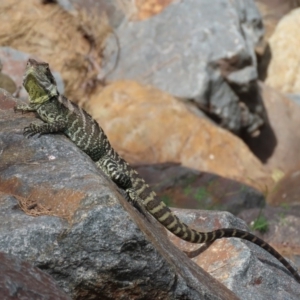 Intellagama lesueurii howittii at Uriarra Village, ACT - 2 Mar 2020 11:40 AM