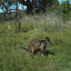 Wallabia bicolor (Swamp Wallaby) at Fullerton, NSW - 30 Apr 2020 by stephcnpa