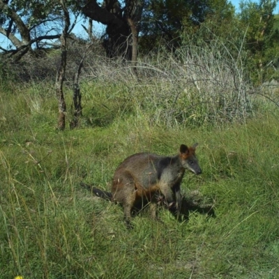 Wallabia bicolor (Swamp Wallaby) at Fullerton, NSW - 30 Apr 2020 by stephcnpa