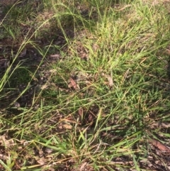 Microlaena stipoides (Weeping Grass) at Griffith, ACT - 7 May 2020 by AlexKirk