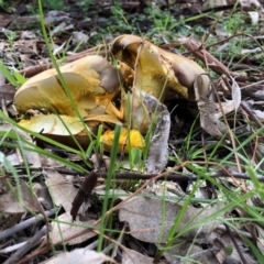 Phylloporus sp. (Phylloporus sp.) at Yarralumla, ACT - 7 May 2020 by Ratcliffe