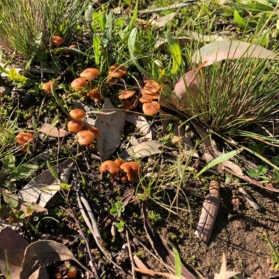 Laccaria sp. (Laccaria) at Yarralumla, ACT - 7 May 2020 by Ratcliffe