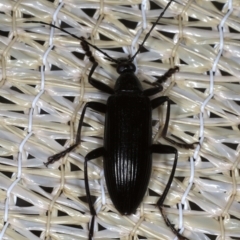 Tanychilus sp. (genus) (Comb-clawed beetle) at Ainslie, ACT - 23 Nov 2019 by jbromilow50