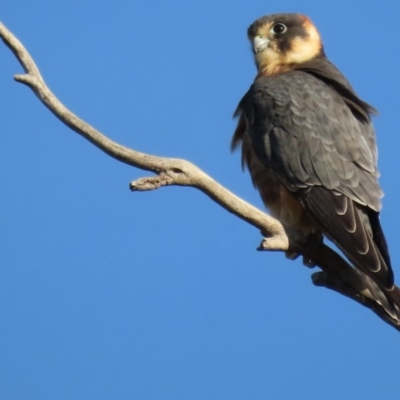 Falco longipennis (Australian Hobby) at Garran, ACT - 21 Mar 2020 by roymcd