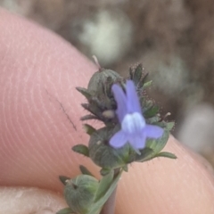 Linaria arvensis at Gundaroo, NSW - 7 May 2020 12:34 PM