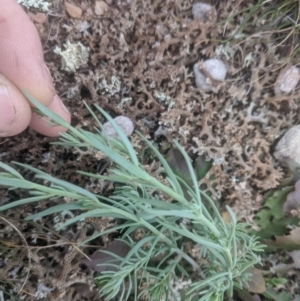 Linaria arvensis at Gundaroo, NSW - 7 May 2020 12:34 PM