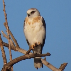 Elanus axillaris (Black-shouldered Kite) at Fyshwick, ACT - 29 Feb 2020 by roymcd