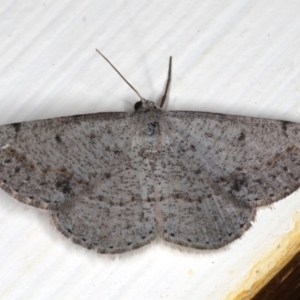 Taxeotis intextata at Ainslie, ACT - 23 Nov 2019 10:21 PM