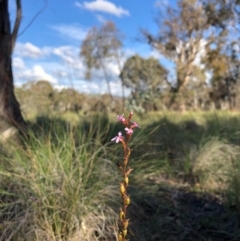 Stylidium sp. (Trigger Plant) at Amaroo, ACT - 6 May 2020 by JasonC