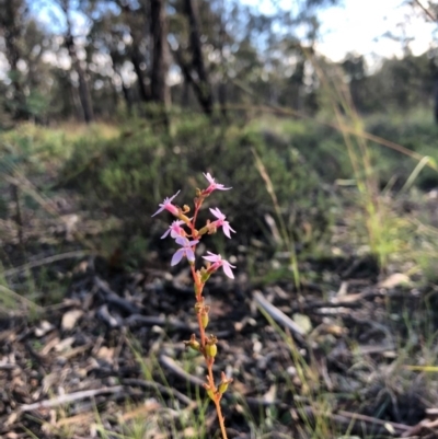 Stylidium (genus) (Trigger Plant) at Amaroo, ACT - 7 May 2020 by JasonC