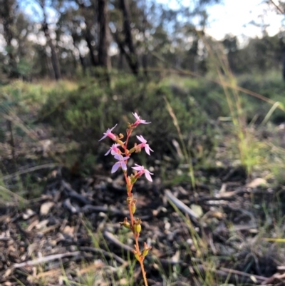 Stylidium sp. (Trigger Plant) at Amaroo, ACT - 6 May 2020 by JasonC