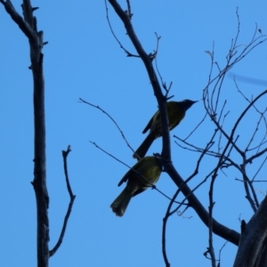 Nesoptilotis leucotis at Deakin, ACT - 7 May 2020