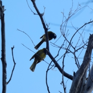 Nesoptilotis leucotis at Deakin, ACT - 7 May 2020