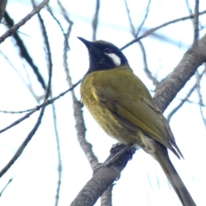 Nesoptilotis leucotis at Deakin, ACT - 7 May 2020