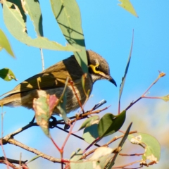 Caligavis chrysops (Yellow-faced Honeyeater) at Deakin, ACT - 6 May 2020 by Ct1000