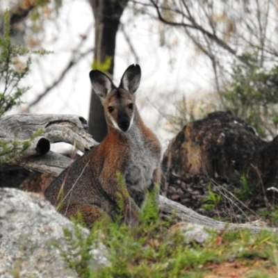 Notamacropus rufogriseus (Red-necked Wallaby) at Tuggeranong DC, ACT - 7 May 2020 by HelenCross