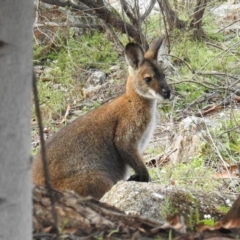 Notamacropus rufogriseus at Tuggeranong DC, ACT - 7 May 2020