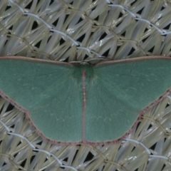 Chlorocoma undescribed species MoVsp3 (An Emerald moth) at Ainslie, ACT - 23 Nov 2019 by jbromilow50