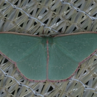 Chlorocoma undescribed species (sp.3 MoV) (An Emerald moth) at Ainslie, ACT - 23 Nov 2019 by jb2602