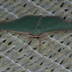 Chlorocoma undescribed species MoVsp3 at Ainslie, ACT - 23 Nov 2019