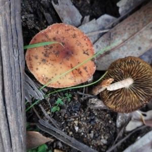 Leratiomcyes ceres at Hughes, ACT - 6 May 2020