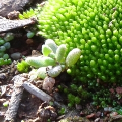 Crassula sp. (Crassula) at Campbell Park Woodland - 3 May 2020 by JanetRussell