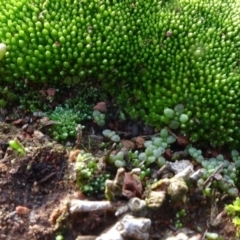 Crassula sp. at Majura, ACT - 3 May 2020