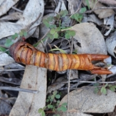 Hepialidae (family) (Unidentified Swift or Ghost Moth) at Hughes, ACT - 6 May 2020 by JackyF