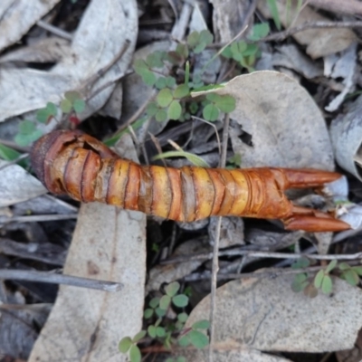 Hepialidae (family) (Unidentified Swift or Ghost Moth) at Hughes, ACT - 6 May 2020 by JackyF