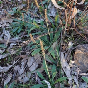 Plantago varia at Hughes, ACT - 6 May 2020