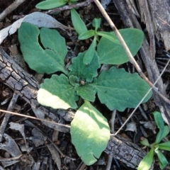 Cymbonotus sp. (preissianus or lawsonianus) (Bears Ears) at Federal Golf Course - 6 May 2020 by JackyF