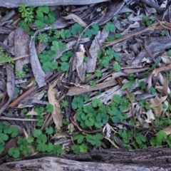 Hydrocotyle laxiflora (Stinking Pennywort) at Federal Golf Course - 6 May 2020 by JackyF