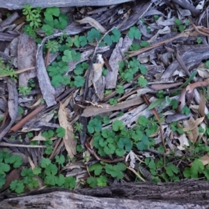 Hydrocotyle laxiflora at Hughes, ACT - 6 May 2020 04:25 PM