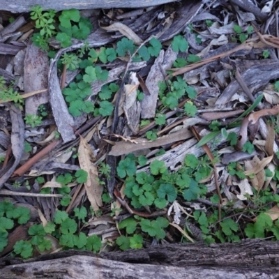 Hydrocotyle laxiflora (Stinking Pennywort) at Federal Golf Course - 6 May 2020 by JackyF