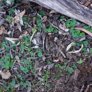 Hydrocotyle laxiflora at Hughes, ACT - 6 May 2020 04:25 PM