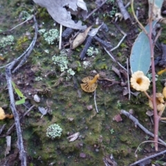 Lichenomphalia chromacea (Yellow Navel) at Hughes, ACT - 6 May 2020 by JackyF