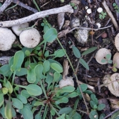 Bovista (A puffball) at Federal Golf Course - 6 May 2020 by JackyF