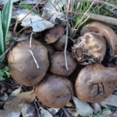 zz bolete at Hughes, ACT - 6 May 2020 by JackyF