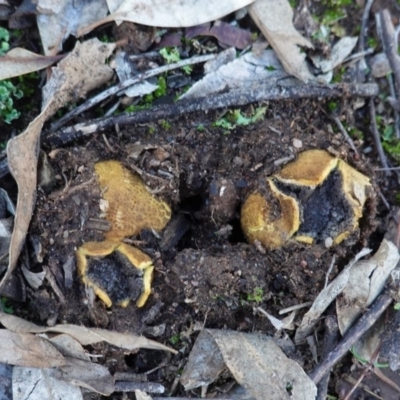 Scleroderma sp. (Scleroderma) at Federal Golf Course - 6 May 2020 by JackyF