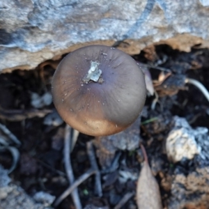 Oudemansiella gigaspora group at Hughes, ACT - 6 May 2020