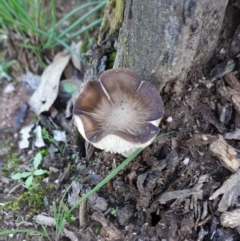 Oudemansiella gigaspora group (Rooting Shank) at Federal Golf Course - 6 May 2020 by JackyF